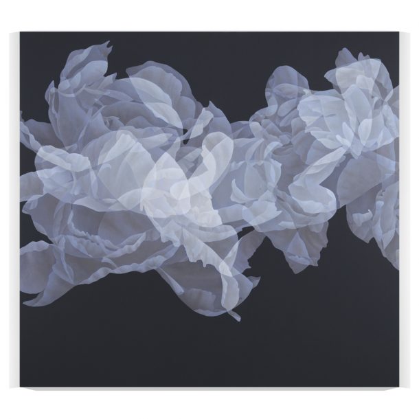 Greg Murr - Veiled Bloom
