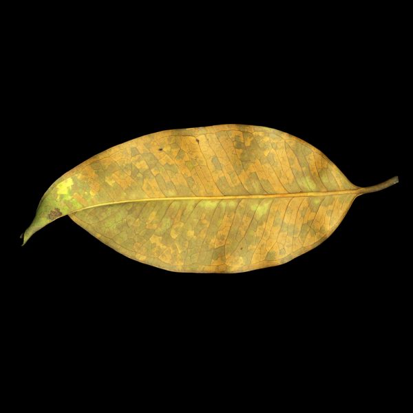 Meridel  Rubenstein - Tembuso Leaf, Singapore