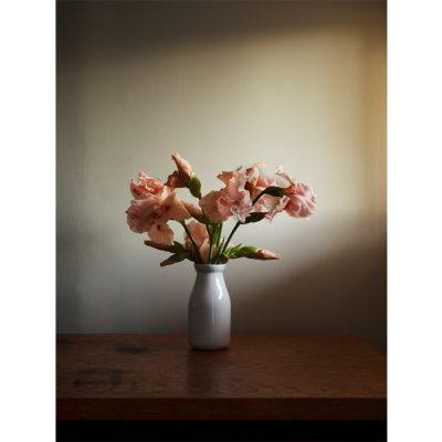 Jess T. Dugan - Pink irises