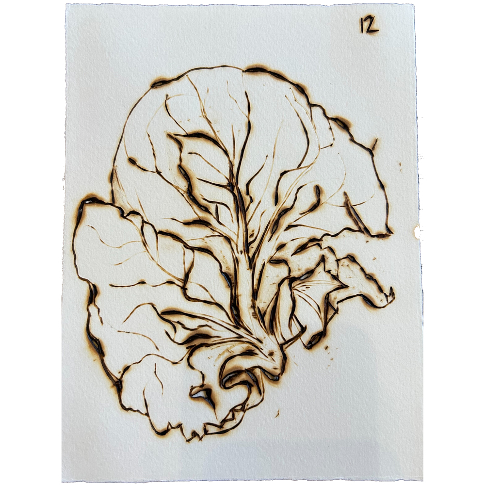 Monica Lundy - Feb 12, 2018 - Radicchio from Daneile’s Orto. Cordenons, Italy