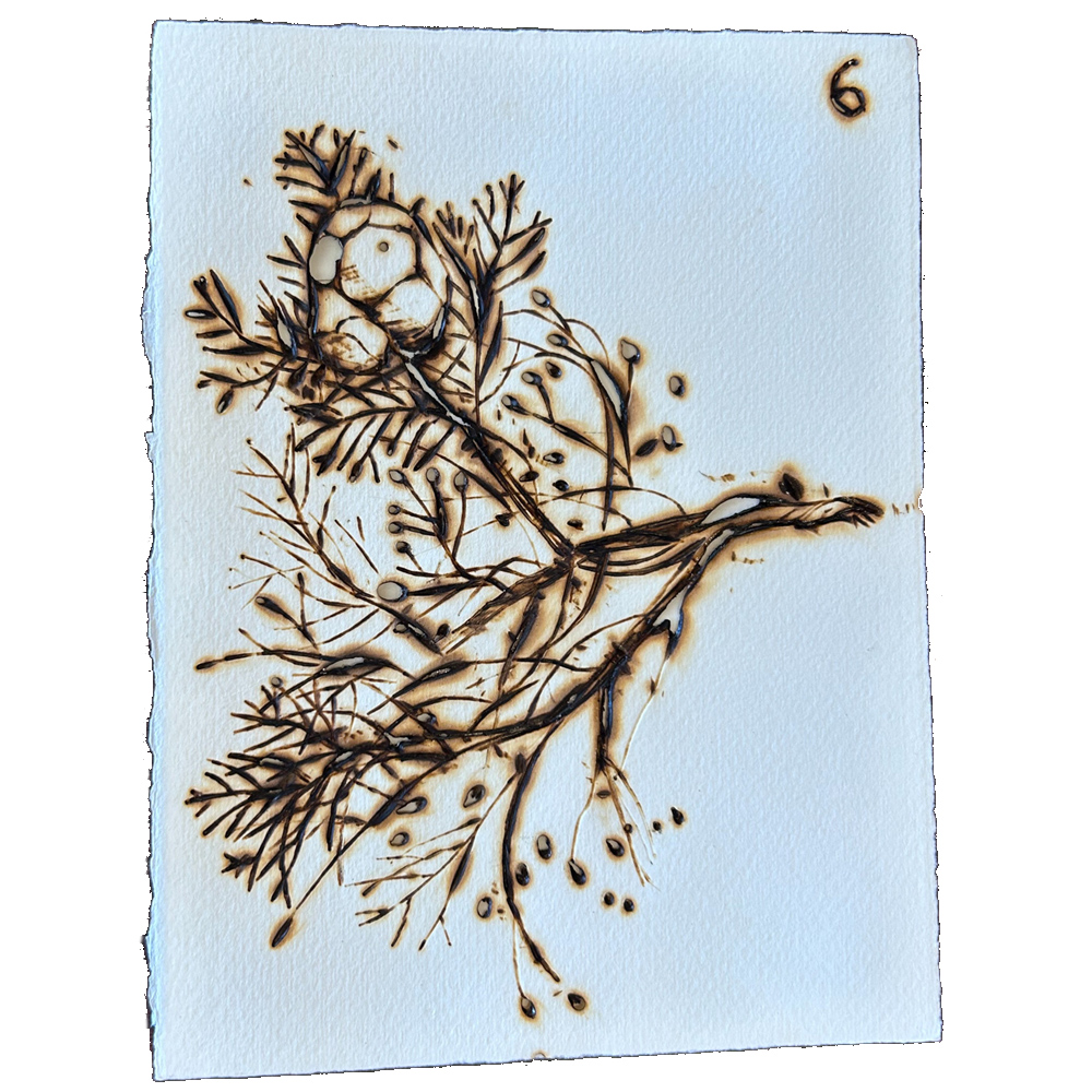 Monica Lundy - Jan 6, 2018 Taken from a tree where parrots were chattering. Rome, Italy