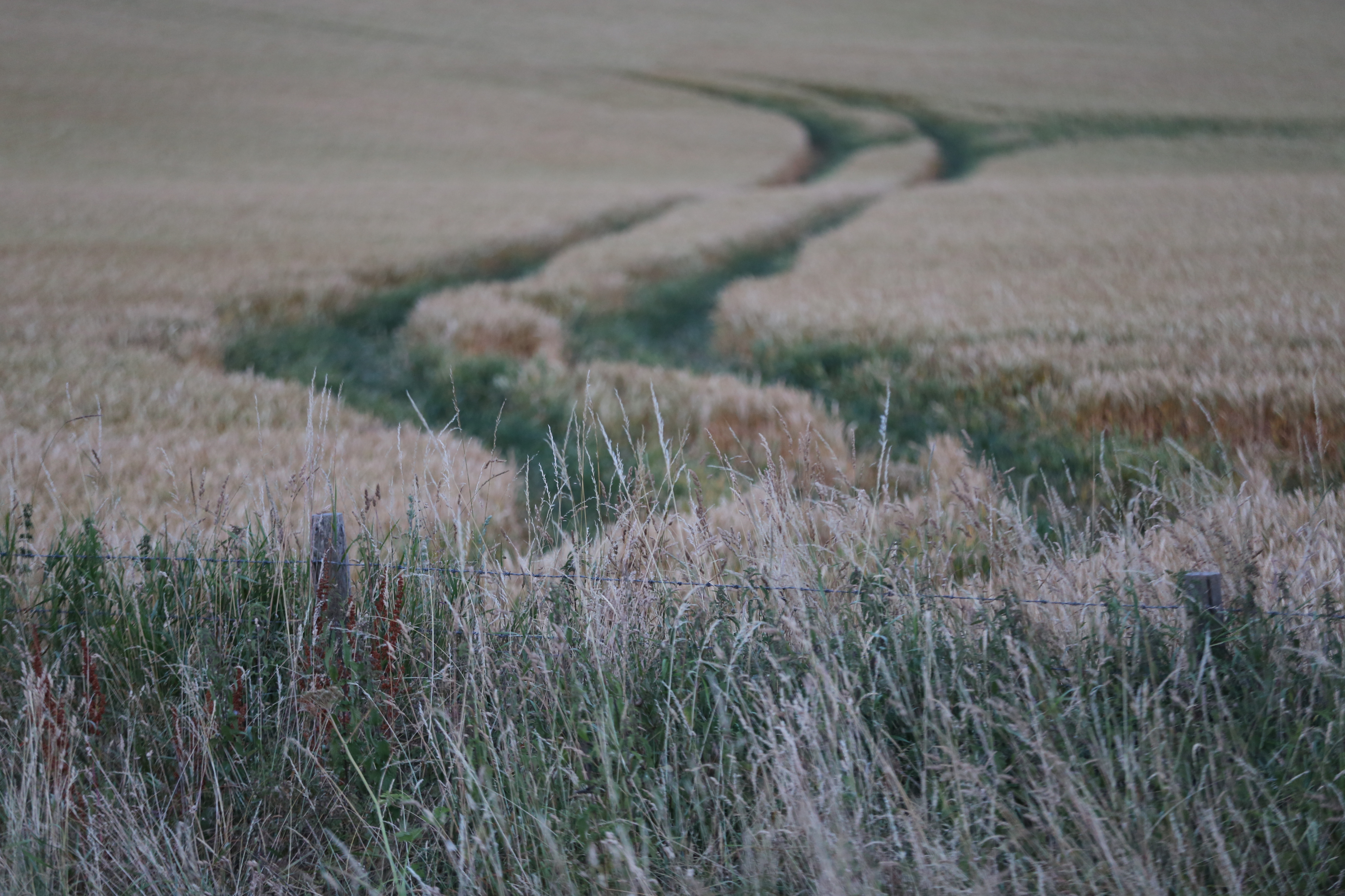 Sophie Carroll - Field Path to Stonehenge 